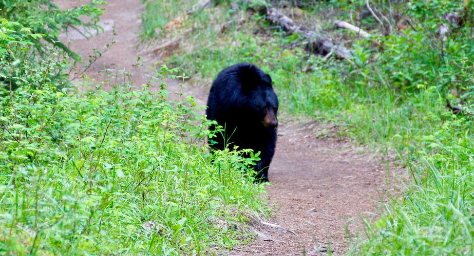 Zwarte beren Canada rondreis